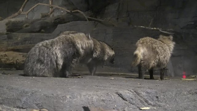 4k raccoon dog (Nyctereutes procyonoides) in a dark cave of the -Dan