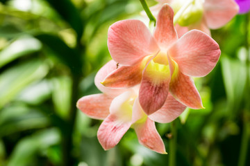 Closeup light pink orchid flowers