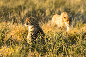 Cheetah