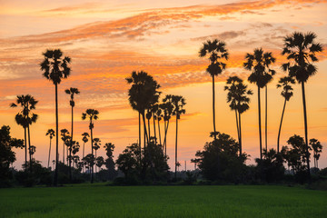 Obraz premium Silhouette sugar palm tree on rice farm