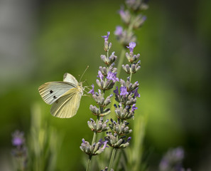 Small cabbage white butterfly