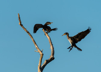 Two juvenile cormorants on a tree