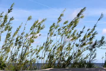 Obraz premium Dunes covered with bushy plants