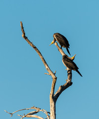 Two juvenile cormorants on a tree