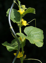 Cucumber plant with blossoms