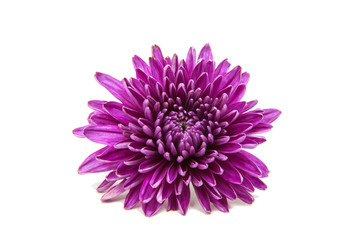 Chrysanthemum flower isolated