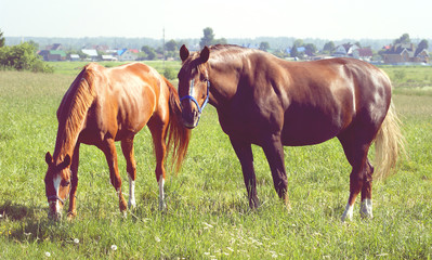 Two horses on a meadow on sunny day