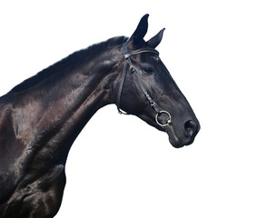 Black horse portrait isolated