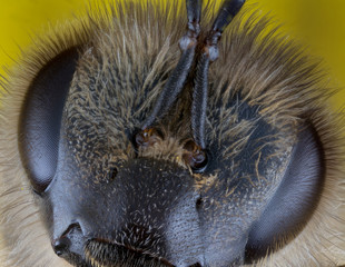 bee extreme macro