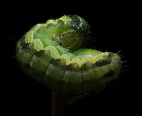 Green caterpillar macro