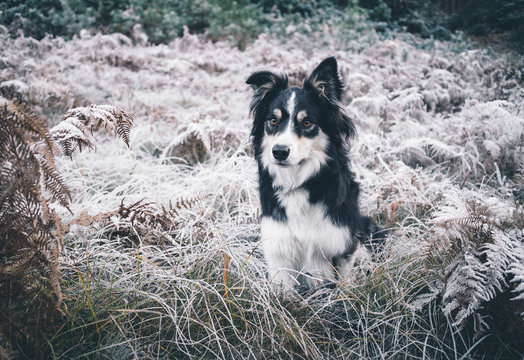 Tri-coloured Border Collie dog sitting in frozen bracken.