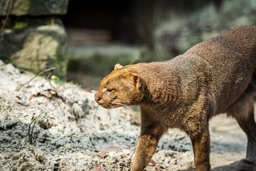 photo of Jaguarundi