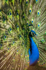 Naklejka premium Male of Indian peafowl