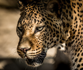 Obraz na płótnie Canvas Sri Lankan leopard
