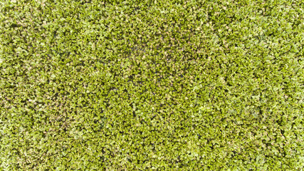 Aerial view water hyacinth in Thailand
