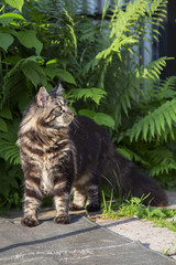 Кот Мейн-кун сидит на  фоне зеленой травы.Вертикально.