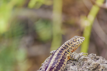 Small Lizard At Nature