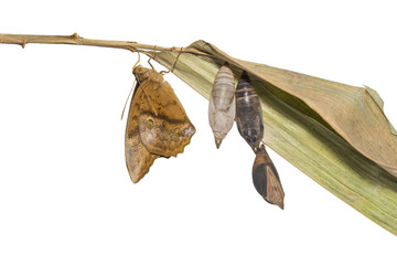 Isolated emerging of common duffer butterfly ( Discophota sondaica Boisduval ) from chrysalis and mature pupa hanging on twig with white background