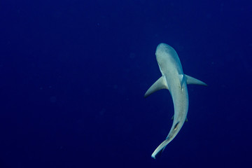 Naklejka premium Grey shark ready to attack underwater in the blue view from the top