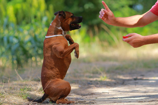 Staffordshire bull terrier cute