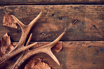 Rustic deer antlers and fallen brown leaves