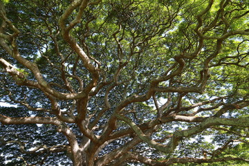 HAWAII TREE ENAGY GREEN ハワイの木1