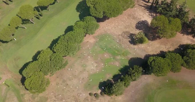 Vista aerea di uno stormo di gabbiani bianchi in volo su un campo verde da golf. Tanti sono gli alberi.  Il file è nativo della macchina e girato in d-log quindi personalizzabile.