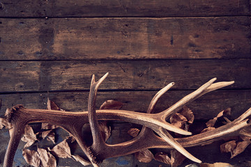Composition of deer antlers with dry leaves