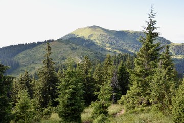 pine, forest, tree, trees, mountain, sky, landscape, beautiful, fir, green, high, summer, nature, woods, blue, mountains, outdoor, park, background, color, top, panorama, travel, environment, europe, 
