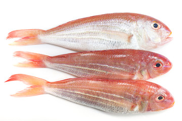 Ornate Threadfin Bream,on white background.