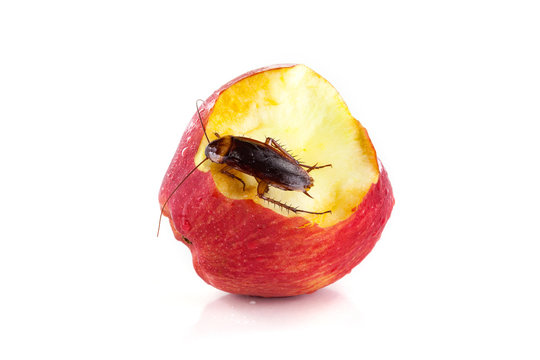 cockroach sitting and eating on a red apple (focus on cockroach). Image isolated on white, studio background