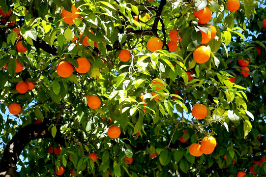 Naranjo con ramas hojas y naranjas en el jardín