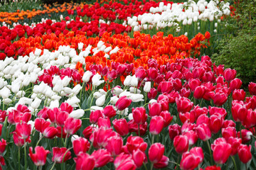 Flowerbeds with red tulips