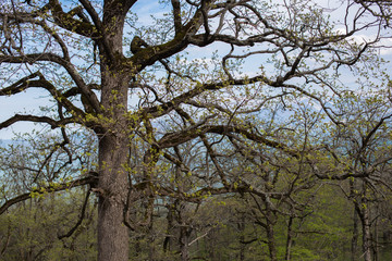 Old branchy oak without leaves.