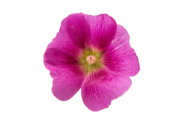 Flower lilac isolated