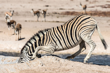 Obraz na płótnie Canvas Zebra Drinking