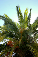 Palmera en el jardin del parque