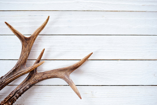 Stag antlers on rustic white timber background
