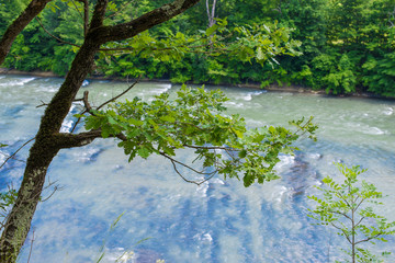Mossy oak tree on the bank of mountain river