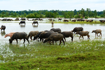 Naklejka na ściany i meble Buffalo in the meadow with water
