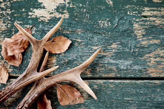 Vintage stag antlers and leaves on timber