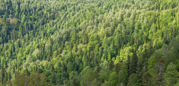 Viewpoint over mixed forest.
