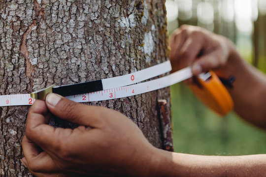 The width of a tree trunk being measured