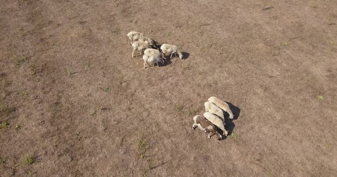 Vista aerea di un gruppo di pecore e capre al pascolo. Gli ovini sono tanti e intenti a mangiare. Il file &egrave; nativo della macchina e girato in d-log quindi personalizzabile.
