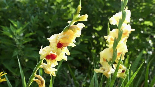 Gladiolus Flower ina a Garden Tight Pan Shot