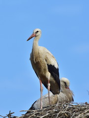 four young storks in nest day before first flight