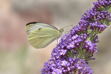 Buddleja davidii - butterfly bush with cabbage butterfly