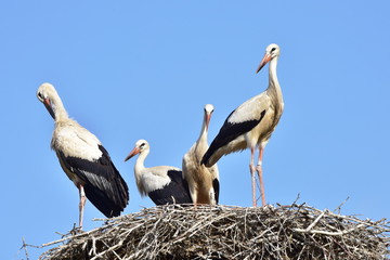 four young storks in nest day before first flight