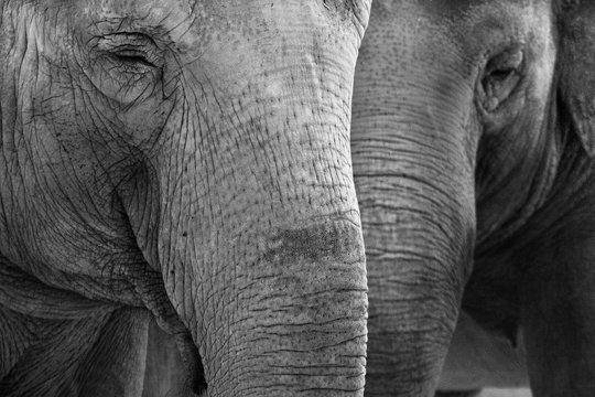Elephants