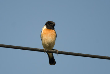 Fototapeta premium Siberian Stonechat